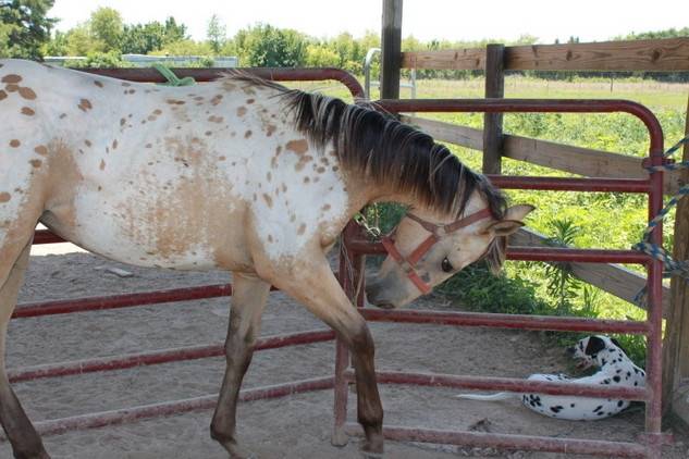 Comanche - (1 an)