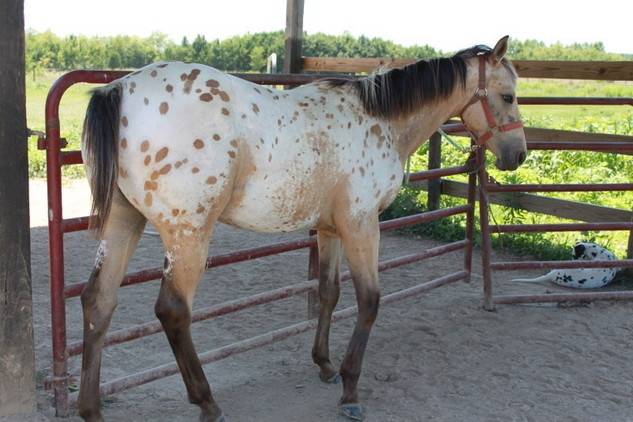 Comanche - (1 an)