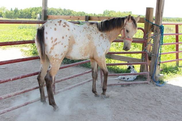 Comanche - (1 an)
