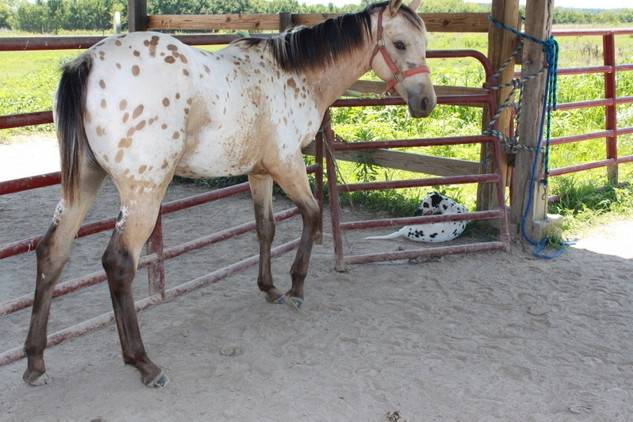 Comanche - (1 an)