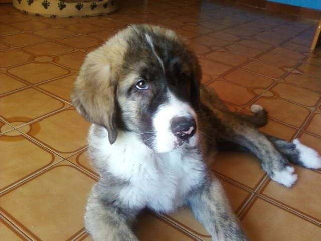 Duc - Mâle (4 ans)