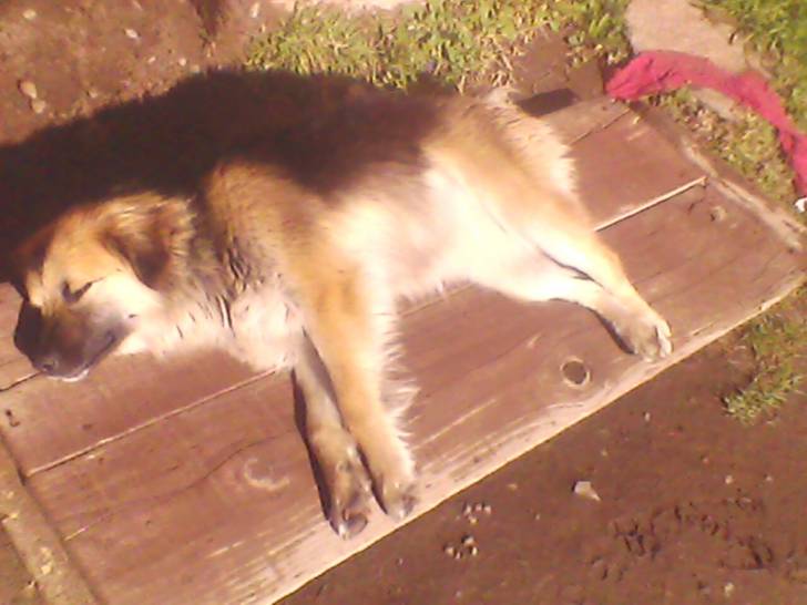 chiquitita - Femelle (3 ans)