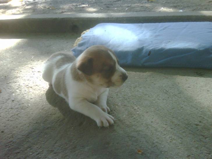 manchas - Femelle (1 an)