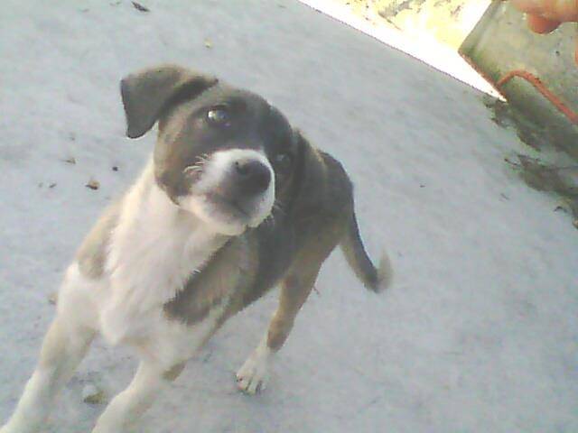 trisha - (1 an)