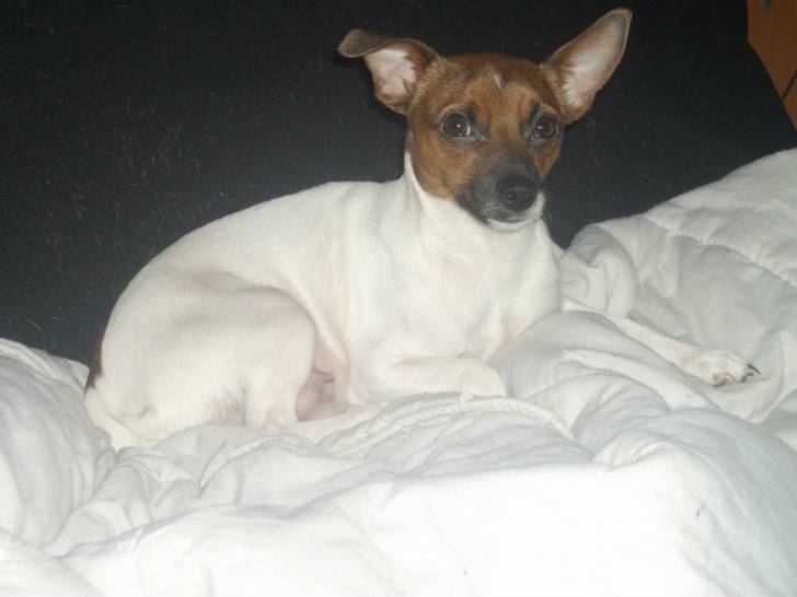 cookies - Femelle (3 ans)