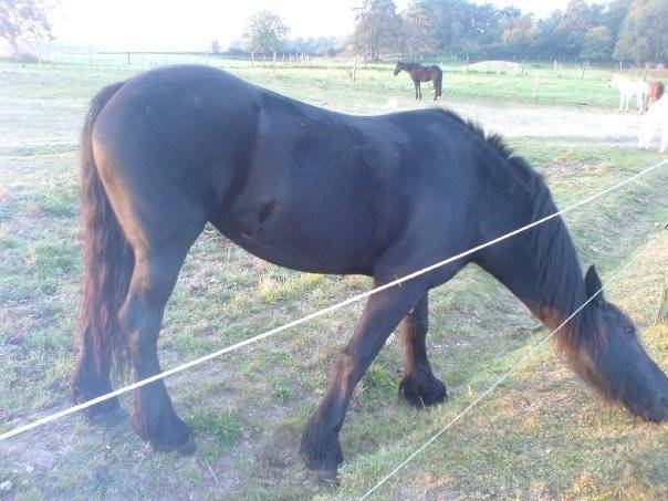 Saga - (6 ans)