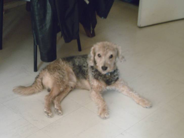 Barth - Mâle (12 ans)