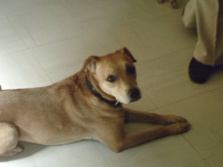 Kaya - Femelle (8 ans)