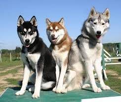 Beltel,Balto y Luky -