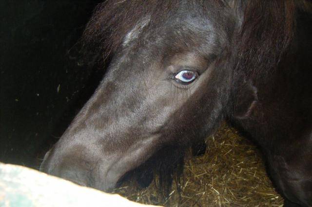 azur - Mâle (3 ans)