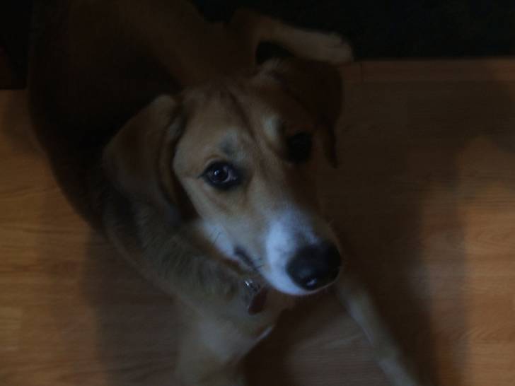 Jazzy - Femelle (9 mois)