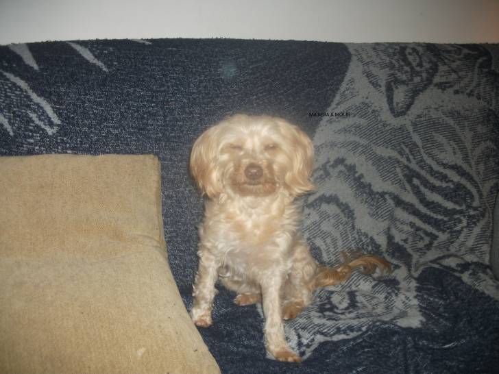 kéra - Femelle (6 ans)