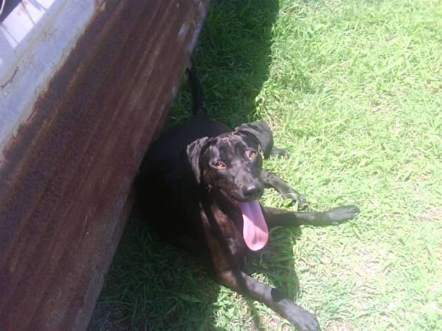 Cassy - Femelle (8 mois)