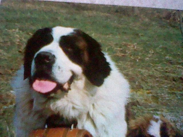 Bella - Femelle (3 ans)