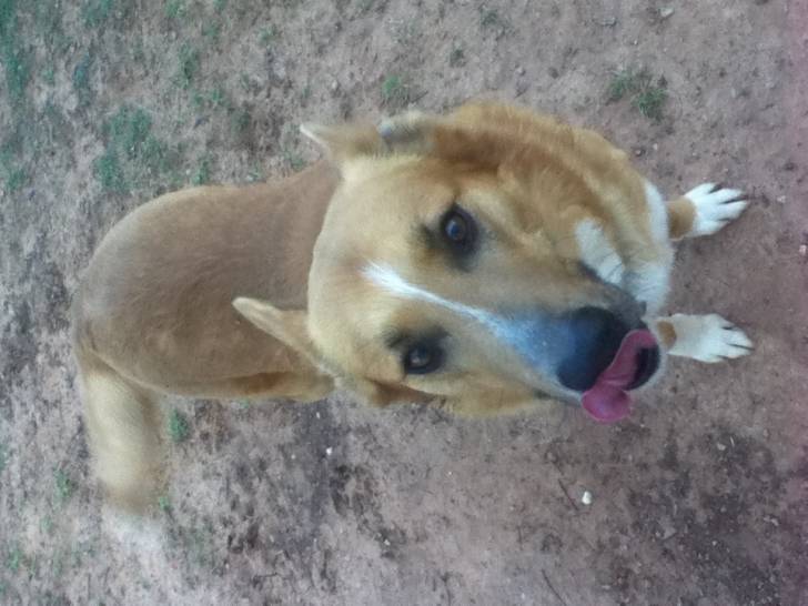 Kojoe - Mâle (4 ans)