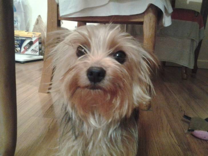 tootsie - Femelle (3 ans)