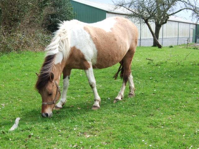 hambie - (4 ans)