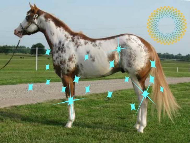 huracan - Mâle (4 ans)