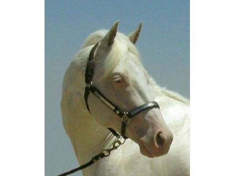 Pretty Boy - Mâle (8 ans)