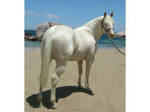 Pretty Boy - Mâle (8 ans)