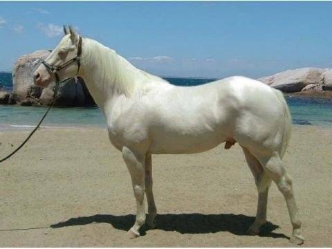 Pretty Boy - Mâle (8 ans)