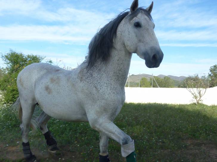 enzo - Mâle (6 ans)