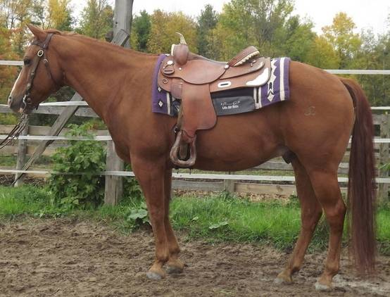 Cash - Mâle (8 ans)