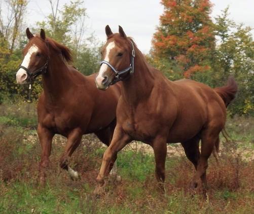 Cash - Mâle (8 ans)
