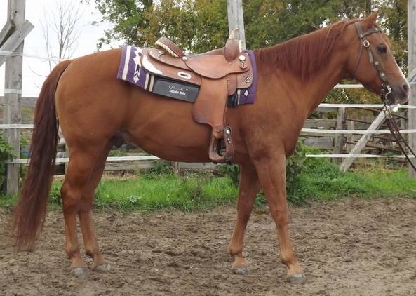 Cash - Mâle (8 ans)