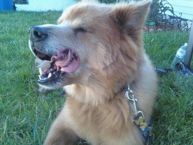 Wolvie - Mâle (10 ans)