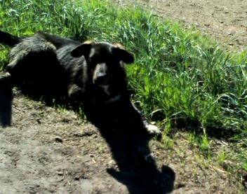 toby - Mâle (11 mois)
