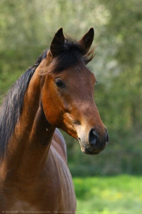 jean -