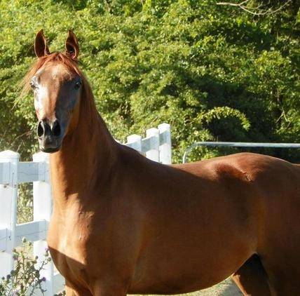 Sandstorm - (5 ans)
