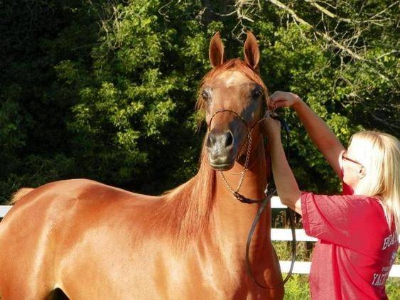 Sandstorm - (5 ans)
