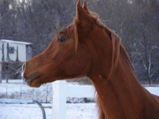Sandstorm - (5 ans)
