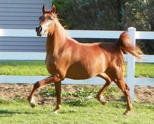 Sandstorm - (5 ans)