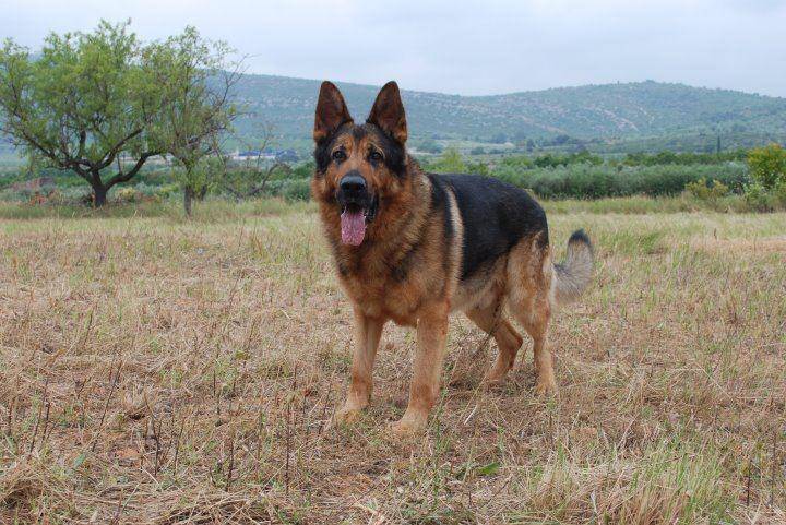 argos - Mâle (7 ans)