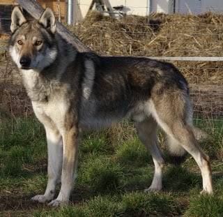 Lusy - (2 ans)
