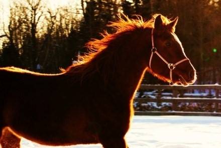 Athena - (13 ans)
