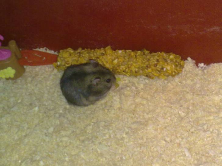 Hamtaro - Mâle (10 mois)