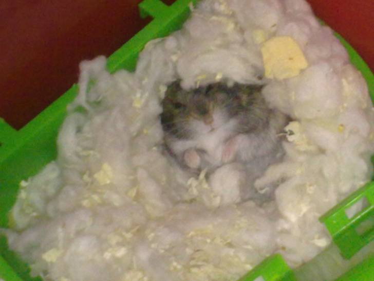 Hamtaro - Mâle (10 mois)