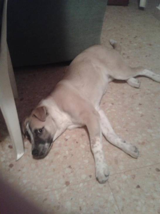Canela - (8 mois)