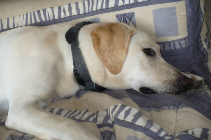 Daisy - (4 ans)