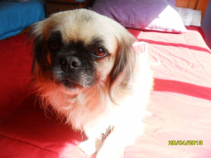 dhalia - (6 ans)