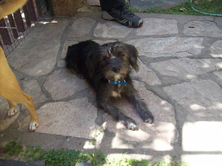 Taita - Mâle (5 mois)