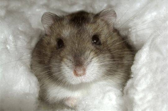 Hamtaro - Mâle (10 mois)