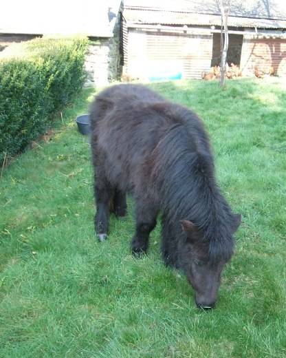 Batifolle - (2 ans)