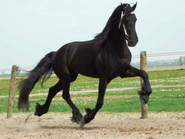 Dancer -