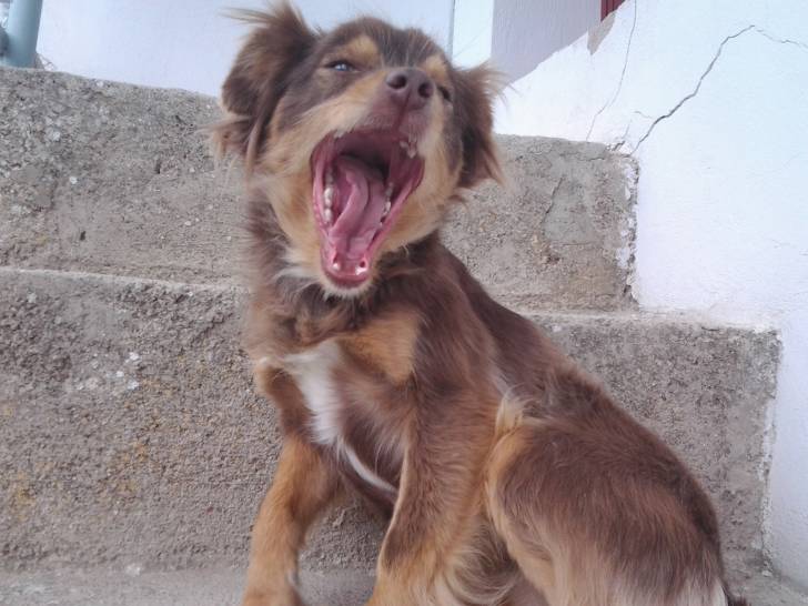 Tana - (2 ans)