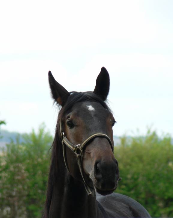 Otaké Flot - Mâle (4 ans)